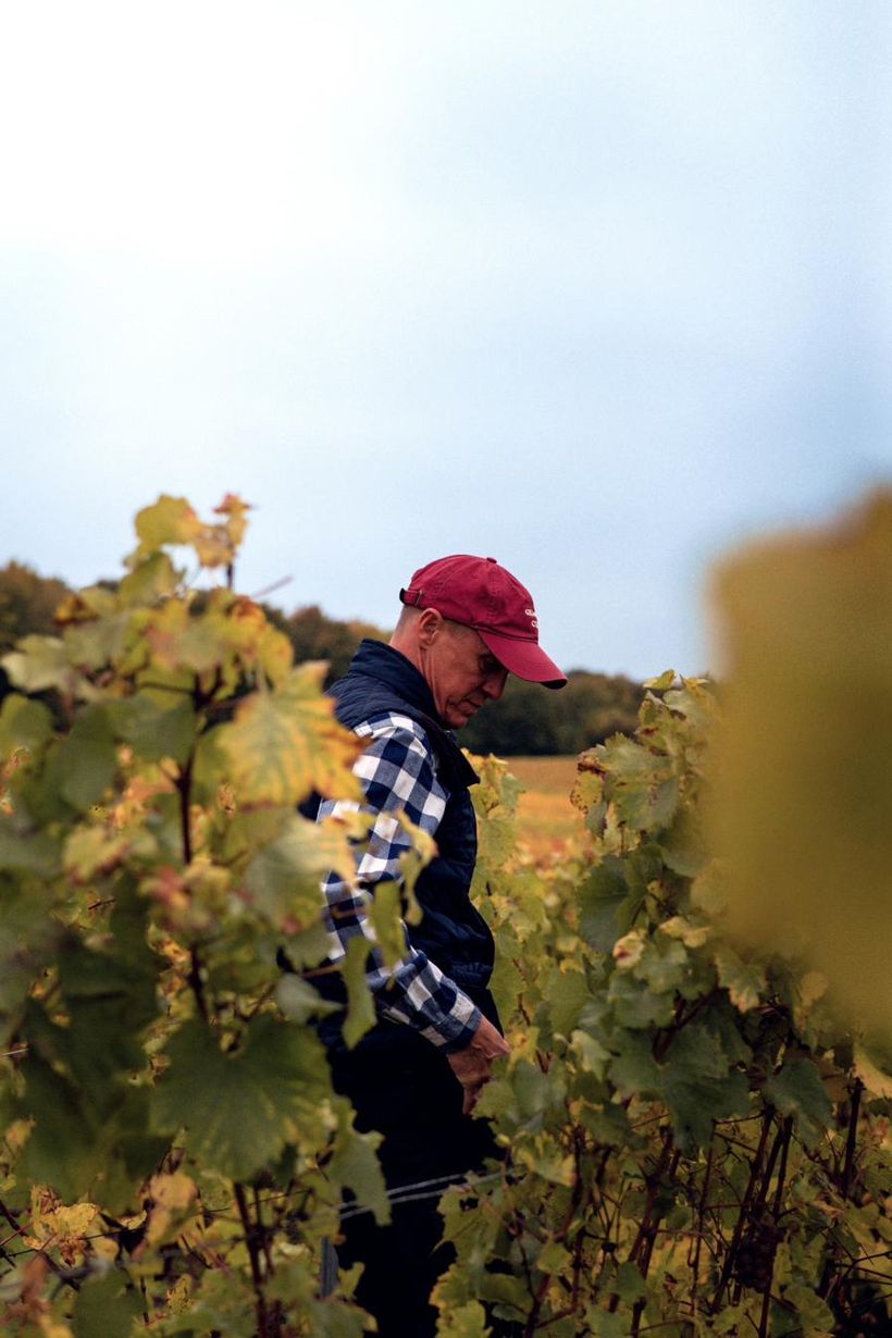 Olivier Rousseaux au travail dans les vignes
