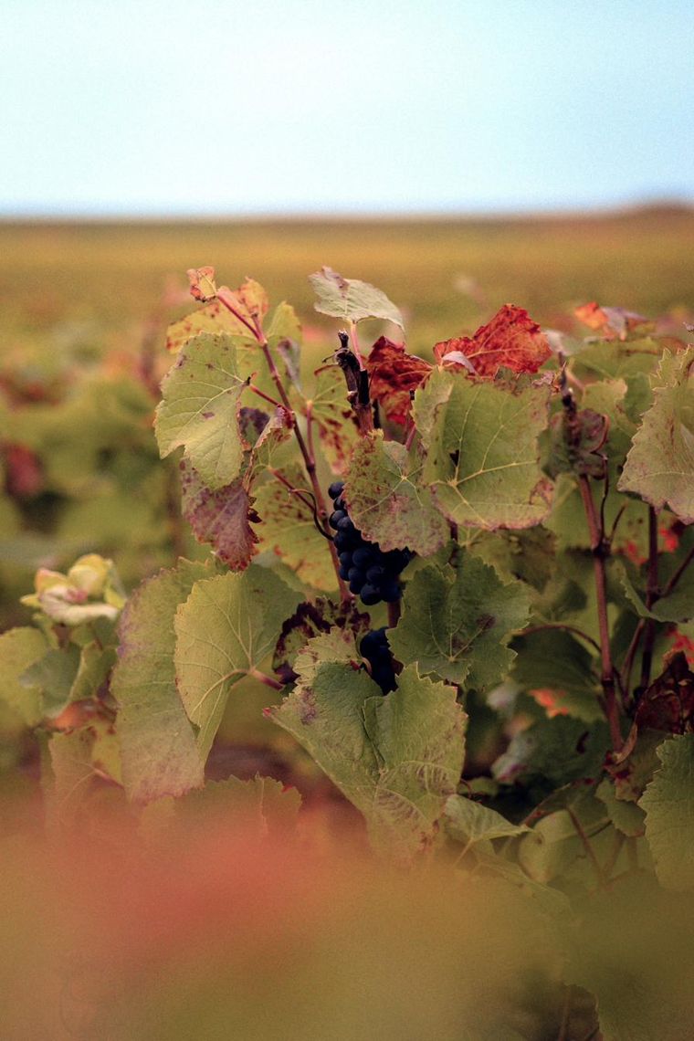 Grappe de pinot noir à la lumière dorée du soir, Verzenay